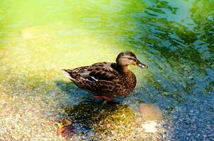 Doméstico Pato al aire libre foto