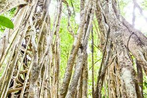 Trees in the forest photo