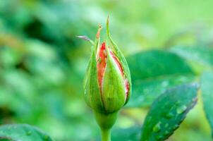 Rose bud close up photo