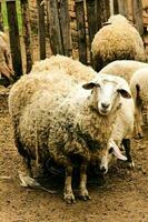 lana ovejas en el granja foto