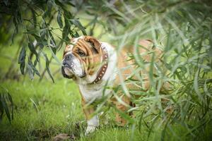 Inglés buldog al aire libre foto