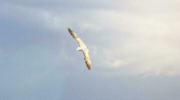 Seagulls on the beach photo