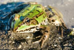 Green frog outdoor photo