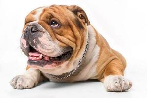 Portrait of English bulldog photo