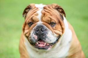 Portrait of English bulldog photo