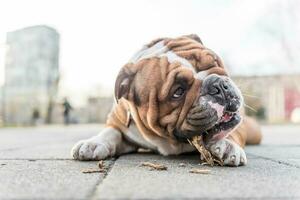 Chew the stick photo