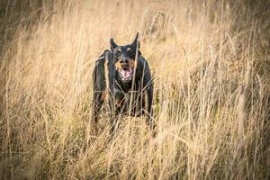 Dog in the field photo