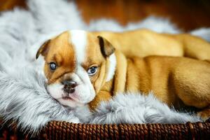 English bulldog puppies photo