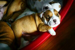 English bulldog puppies photo