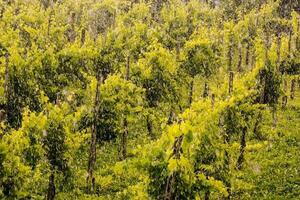 A vineyard landscape photo