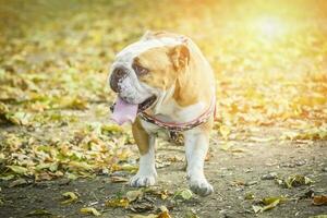 Portrait of English bulldog photo