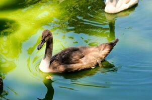 Young swan in zoo photo