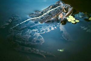 Frog in the water photo