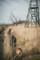 Dog in the field photo