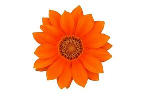 Orange flower isolated photo