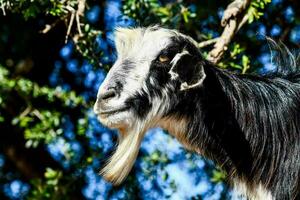 Tree climbing goats photo