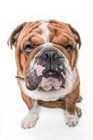 English bulldog portrait photo