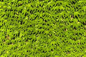 Green leaves background photo