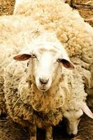 curiosidad oveja en el granja foto