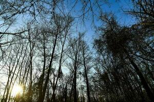 Trees in the forest photo