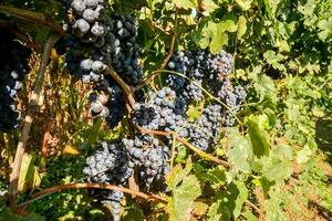 Grapes in a vinery photo