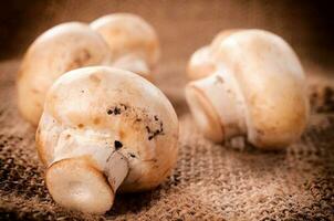 White button mushrooms photo