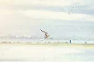 gaviotas en la playa foto