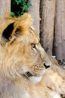 Lion profile in zoo photo