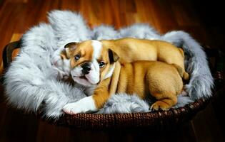 English bulldog puppies photo