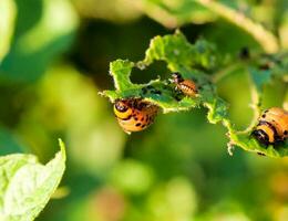 Potato beetle close up photo