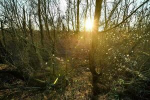 Trees in the forest photo