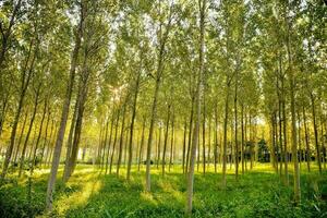 Trees in the forest photo