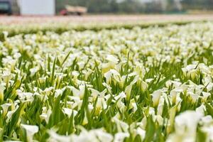 A field of flowers photo