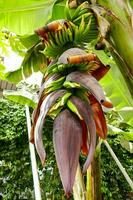 A banana crop photo