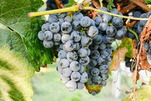 Grapes in a vinery photo