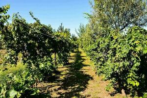A vinery landscape photo