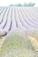 A field with flowers photo