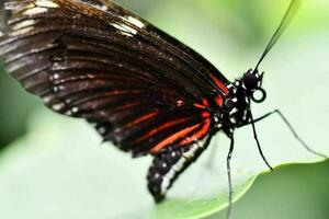 cerca de una mariposa foto