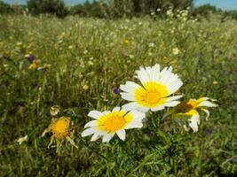 Background with flowers photo