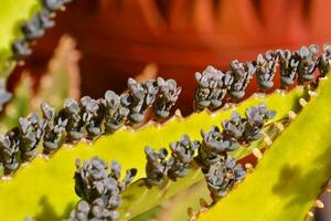 Grapes in a vinery photo