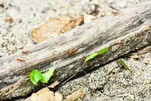 Red ants carrying leaves photo