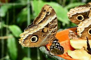 Close up of a butterfly photo