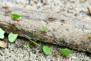 Red ants carrying leaves photo