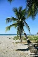 Palm trees on the beach photo