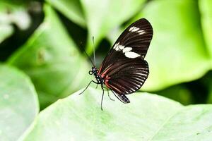 cerca de una mariposa foto