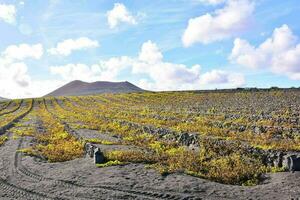 Vineyards at Lanzarote photo