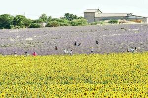 A field with flowers photo