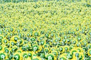 un campo con flores foto