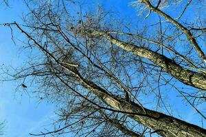 arboles en el bosque foto