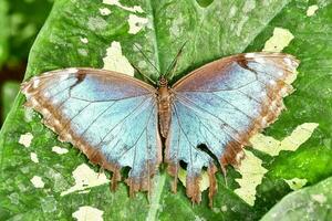 cerca de una mariposa foto